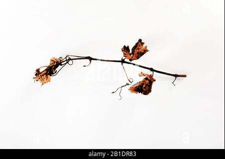 Ein einziger winziger Zweig der Weinrebe gegen Weiß. Blasser Zweig mit faltenbraunen Blättern. Stockfoto