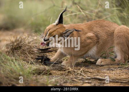 Karakal, Caracal Caracal, Erwachsene mit einem Kill, ein Cape glänzend Starling, Namibia Stockfoto