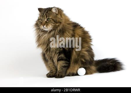 Angora Domestic Cat mit Golfball, Männlich sitzt vor weißem Hintergrund Stockfoto