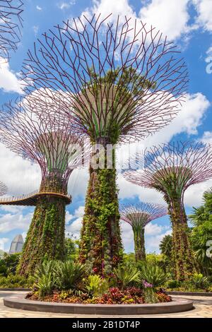 Blick auf die hoch aufragenden vertikalen Gärten und Superbäume in Gardens an der Bucht, Singapur, Asien Stockfoto