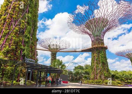 Blick auf die hoch aufragenden vertikalen Gärten und Superbäume in Gardens an der Bucht, Singapur, Asien Stockfoto