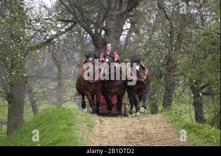 Geharnischten Cob Normand Horse Stockfoto