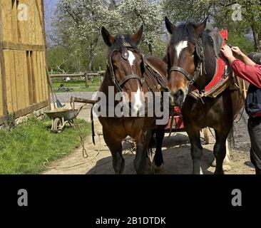 Geharnischten Cob Normand Horse Stockfoto