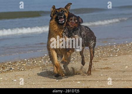 Deutscher Schäferhund, Männlich, spielen mit Brittany Spaniel, Strand in der Normandie Stockfoto