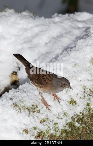 Dunnock, Prunella modularis, Erwachsener steht in Snow, Normandie Stockfoto