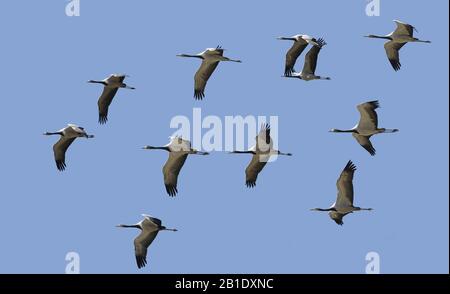 Demoiselle Kran Anthropoides Virgo, Jungvögel im Flug Stockfoto