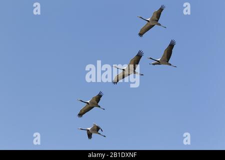 Demoiselle Kran Anthropoides Virgo, Jungvögel im Flug Stockfoto