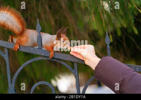 Schönes Eichhörnchen, das im Winter Nuss von Frau Hand im Stadtpark isst. Liebe zum Naturkonzept. Horizontales und farbiges Bild. Stockfoto