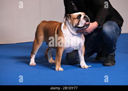 Britischer Bulldog bei der Hundeschau Stockfoto