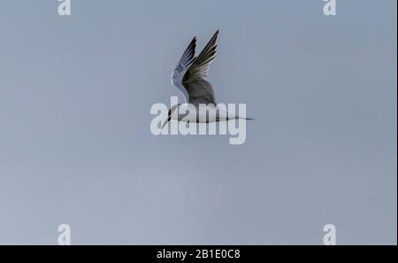 Sandwich tern, Thalasseus sandvicensis, im Flug; Überwinterung in Griechenland. Stockfoto