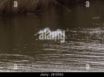 Sandwich tern, Thalasseus sandvicensis, im Flug, vom Wasser abholen; in Griechenland überwintern. Stockfoto