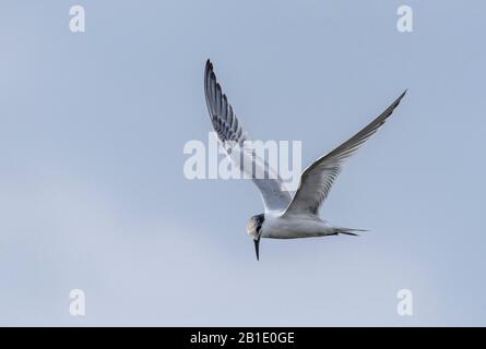 Sandwich tern, Thalasseus sandvicensis, im Flug; Überwinterung in Griechenland. Stockfoto