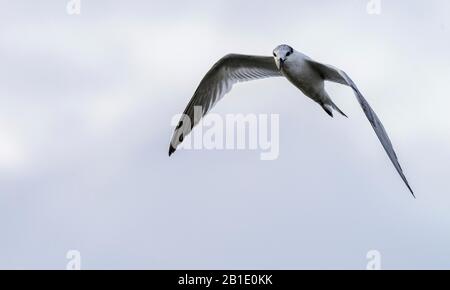 Sandwich tern, Thalasseus sandvicensis, im Flug; Überwinterung in Griechenland. Stockfoto