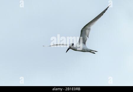 Sandwich tern, Thalasseus sandvicensis, im Flug; Überwinterung in Griechenland. Stockfoto