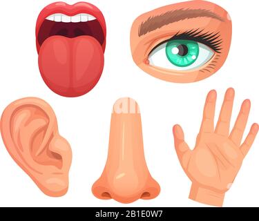 Sinnesorgane des Zeichentrickfilms. Erkennt Organe, Augen sehen, Nase riechen, Zunge Geschmacksknospen, Haut berühren und Ohren hören Vektorgrafiken Stock Vektor
