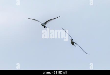 Sandwichternen, Thalasseus sandvicensis, im Flug; Überwinterung in Griechenland. Stockfoto