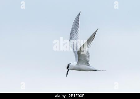 Sandwich tern, Thalasseus sandvicensis, im Flug; Überwinterung in Griechenland. Stockfoto