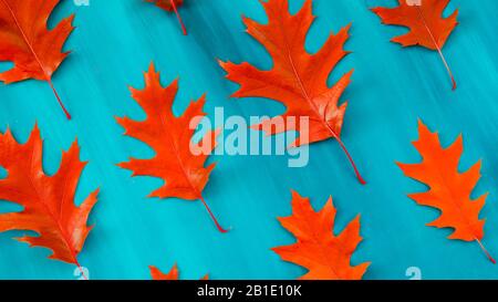 Rote Herbst Blatt Eiche auf weißem Hintergrund Stockfoto