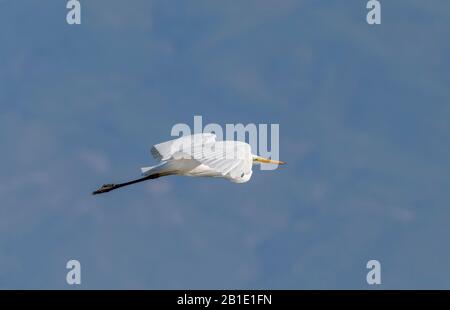 Great White Egret, Ardea alba im Flug, über die Küstenlagune, Griechenland. Stockfoto