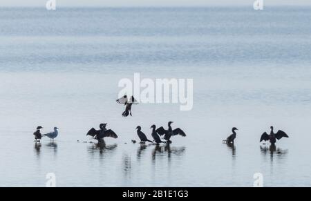 Gruppe von Common Cormorant, Phalacrocorax carbo, die in der flachen Küstenlagune lahmelt. Stockfoto