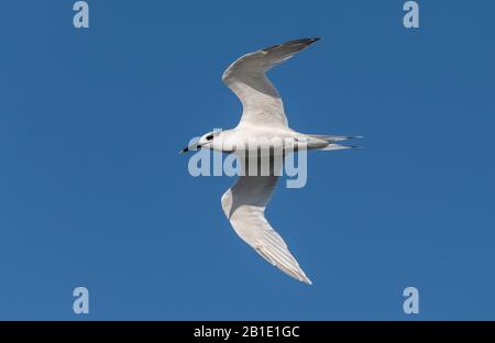Sandwich tern, Thalasseus sandvicensis, im Flug; Überwinterung in Griechenland. Stockfoto