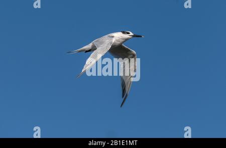 Sandwich tern, Thalasseus sandvicensis, im Flug; Überwinterung in Griechenland. Stockfoto