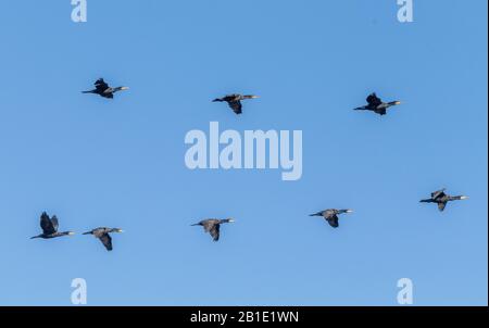 Herde der Common Cormorants, Phalacrocorax carbo, im Flug. Stockfoto