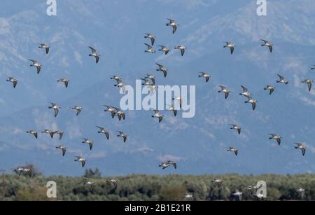 Gruppe von Dunlin, Calidris alpina, die sich in der Küstenlagune ernährt, auf Herbstwanderung. Stockfoto