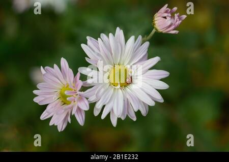 Chrysanthemum und Marienkäppchen. Damenkrüg sitzt im Zentrum von zart rosafarbenem Chrisantemum dahlia. Pastellrosa Blumen auf dunkelgrünem Grund. Stockfoto