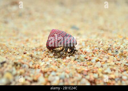 Einsiedlerkrebse, die auf Sand in der Nähe unterwegs sind. Soldatenkrabbe blickt aus der Schale und läuft am Strand, senden. Home mit Ihnen Konzept. Pagurisch. Stockfoto