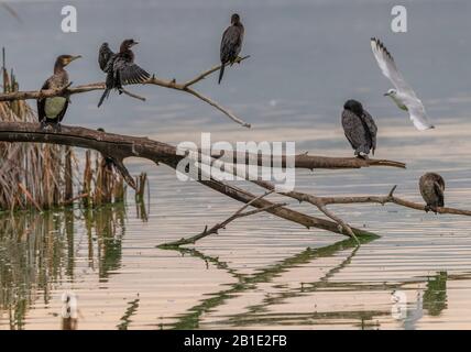 Pygmäkormorane, Microcarbo-Pygmäus und Große Cormorane, die auf Ast im Kastoria-See, Nordgriechenland, lafen Stockfoto