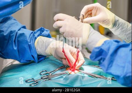 Tierärzteteam operiert eine Katze. Sterilisation einer Katze Nahaufnahme. Bauchoperation. Medizin, Pinzetten . Stockfoto