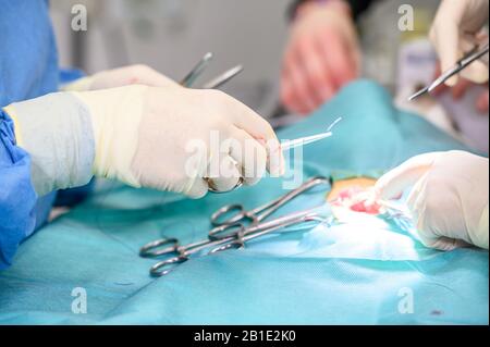 Tierärzteteam operiert eine Katze. Sterilisation einer Katze Nahaufnahme. Bauchoperation. Medizin, Pinzetten . Stockfoto