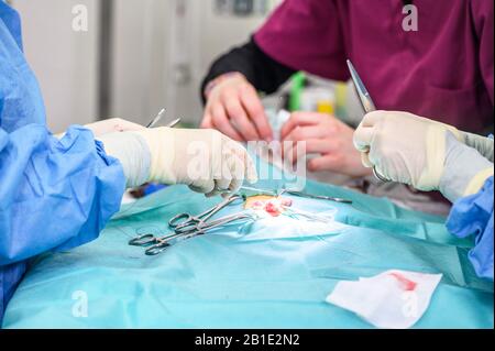 Tierärzteteam operiert eine Katze. Sterilisation einer Katze Nahaufnahme. Bauchoperation. Medizin, Pinzetten . Stockfoto