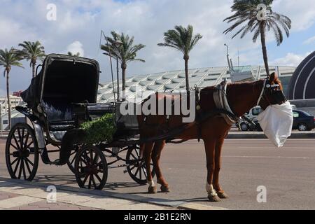 Pferdewagen alter Wagen - hantour in Ägypten Alexandria Stockfoto