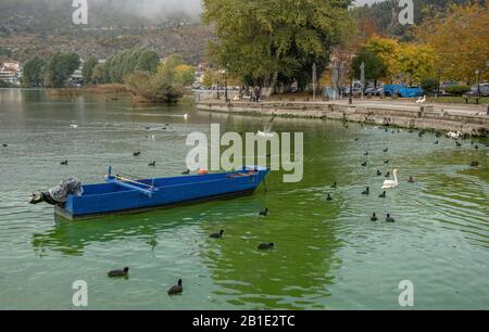 Gruppe von Coot, Fulica atra, mit Mute Swan, Schwimmen und Füttern in sehr eutrophen Wasser, dem Kastoria-See, Griechenland. Stockfoto