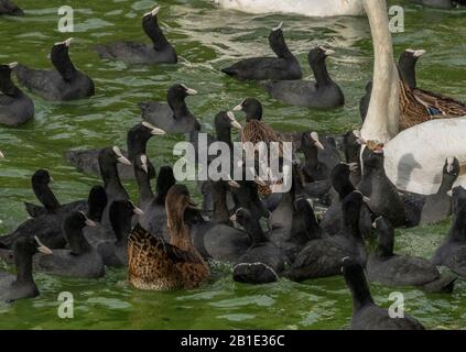 Fütterung der Raserei, wo Vögel mit Brot gefüttert werden, am Kastoria-See, Griechenland; mit Köchen, stummem Schwan, Mallard, Schwarzmöwen usw. Stockfoto