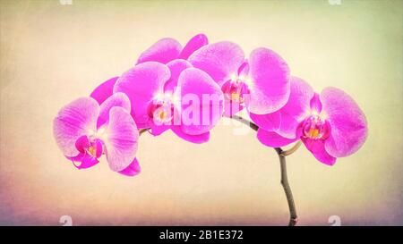 Nahaufnahme eines pinkfarbenen Orchideensprays mit strukturiertem Hintergrund. Stockfoto