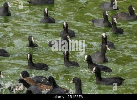 Fütterung der Raserei, wo Vögel Brot füttern, am Kastoria-See, Griechenland; mit Köchen, Mallard usw. Stockfoto