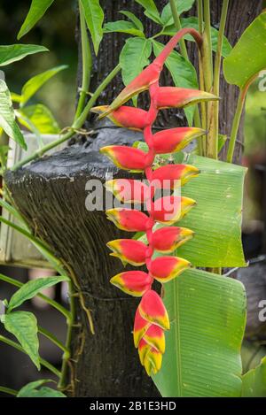 Asien, Thailand, Koh Chang, heliconia rostrata Stockfoto