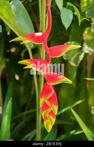 Asien, Thailand, Koh Chang, heliconia rostrata Stockfoto