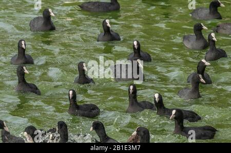 Fütterung der Raserei, wo Vögel Brot füttern, am Kastoria-See, Griechenland; mit Köchen, Mallard usw. Stockfoto