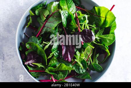 Mangold Salat in einer blauen Schüssel auf blauem Grund Stockfoto