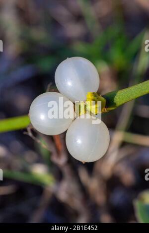 Fruits Viscum Album, allgemein bekannt als europäische Mistel, gewöhnliche Mistel oder einfach nur als Mistel Stockfoto