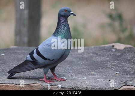 Nahaufnahme oder seitlicher Kopfschuss von wunderschönem Renntaubenvogel oder Taube, Taubenbild, Porträt der blauen männlichen Taube und Taube Stockfoto