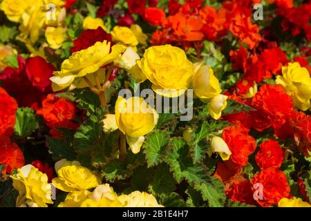 An einem Sommertag blüht an einem Blumenbeet die gelbe und rote Bettina Stockfoto