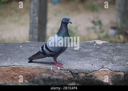 Feraltaube (columbia-livia domestica), die auf einem Felsen vor einem farbenfrohen Hintergrund steht. Stockfoto