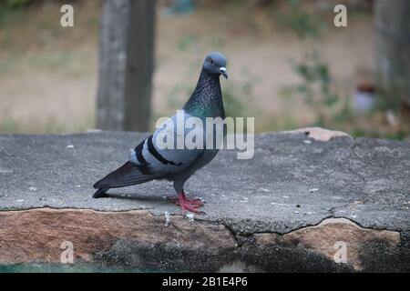 Homingtaube, Renntaube oder Hausbotentaube Latin columla livia domestica, die eine Pause von ihrem langen Flug und der Fütterung von einem hohen Balz einlegen Stockfoto