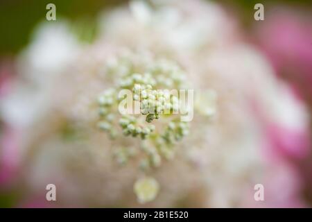 Weißer Blumenstrauß. Schöne Frühlingsblume Stockfoto