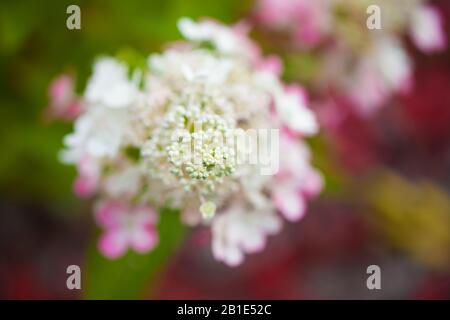 Weißer Blumenstrauß. Schöne Frühlingsblume Stockfoto